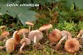 Lepiota sublaevigata-amf1220